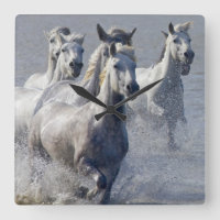 Camargue horses running on marshland to cross