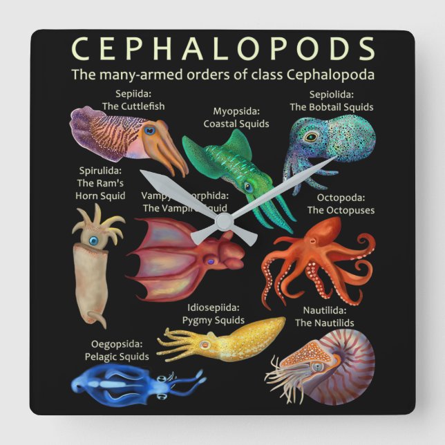 Horloge Carrée Céphalopodes poulpes calamars (Recto)