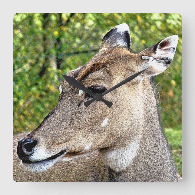 HORLOGE CARRÉE CERVEAU (Recto)