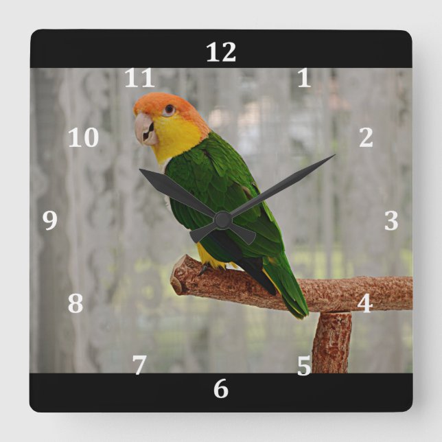 Horloge Carrée Chanter blanc Bellied Caique Parrot (Recto)