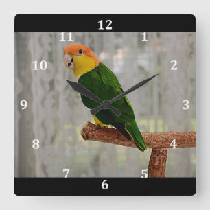 Horloge Carrée Chanter Caique Parrot à ventre blanc