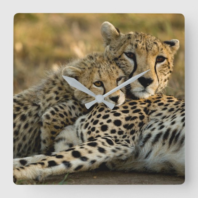 Horloge Carrée Cheetah Cub Snuggling (Recto)