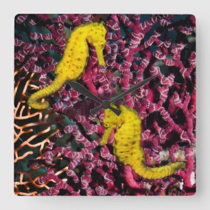 Horloge Carrée Cheval de mer commun   Hippocampus Taeniopterus