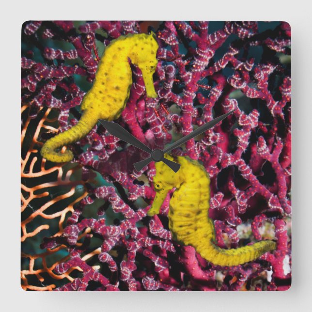 Horloge Carrée Cheval de mer commun | Hippocampus Taeniopterus (Recto)