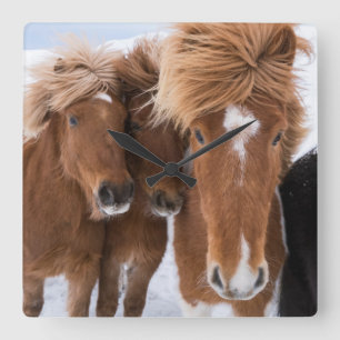Horloge Carrée Chevaux islandais se blottissent, Islande
