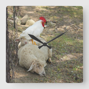 Horloge Carrée Chicken sitting on a Sheep clock