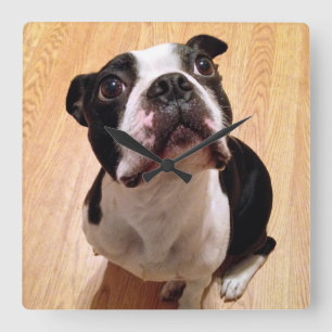 Horloge Carrée Chien de Boston Terrier