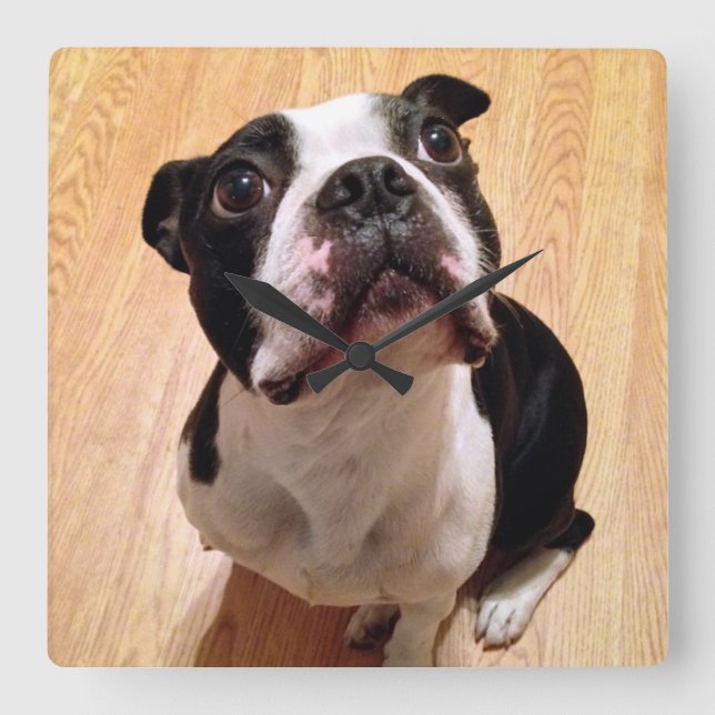 Horloge Carrée Chien de Boston Terrier (Recto)