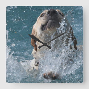 Horloge Carrée Chien d'eau de récupération du Labrador jaune