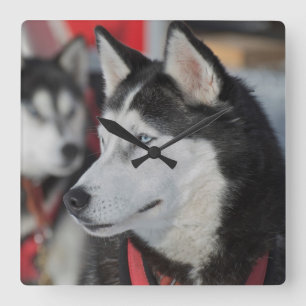 Horloge Carrée Chien husky avant une course, Canada