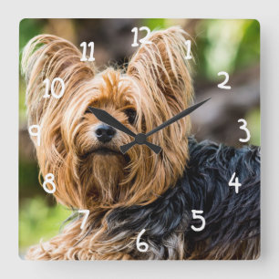 Horloge Carrée Chien mignon de Yorkshire Terrier dans le jardin