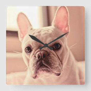 Horloge Carrée Chiot de bouledogue français