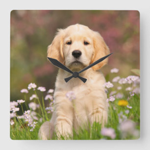 Horloge Carrée Chiot de golden retriever un Goldie mignon
