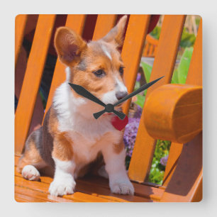 Horloge Carrée chiot Pembroke Welsh Corgi assis sur un banc de pa