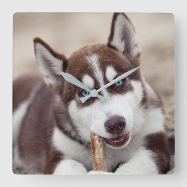 Horloge Carrée Chiot sibérien Husky à la plage (Recto)