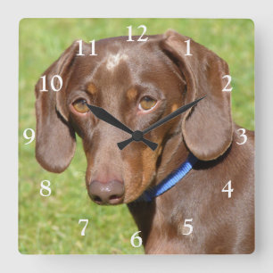 Horloge Carrée Chocolat et Tan Dachshund - Doxie