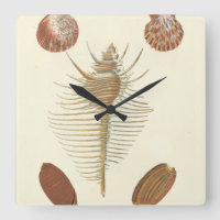 Cinq de coquillages aimables