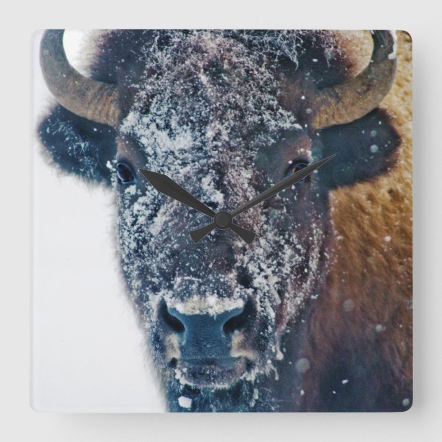 Horloge Carrée Clock de Snow-Covered Bison Wall (Recto)