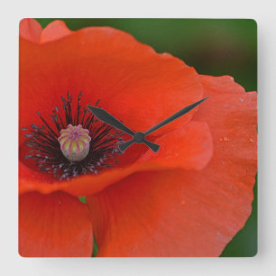 Horloge Carrée Clock Red Poppy