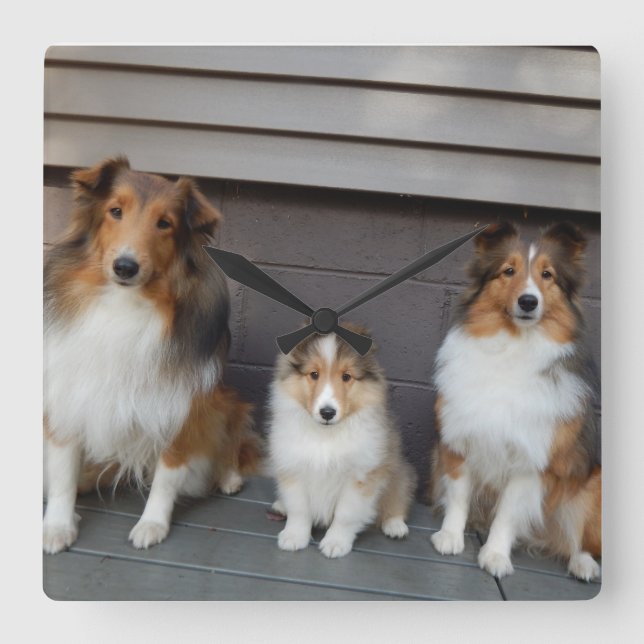 Horloge Carrée Clôture murale Sheltie Trio (Recto)