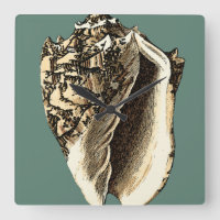 Conque turquoise Shell
