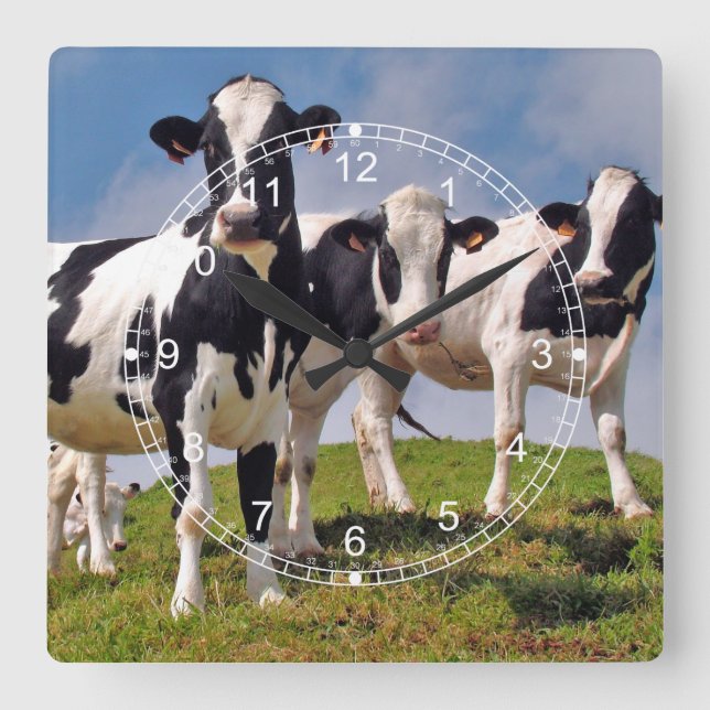 Horloge Carrée Cow Family Portrait (Recto)