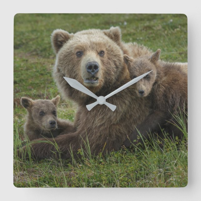 Horloge Carrée Cubs d'ours Brown se léchant avec leur mère (Recto)