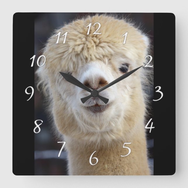 Horloge Carrée Cute Alpaca face (Recto)