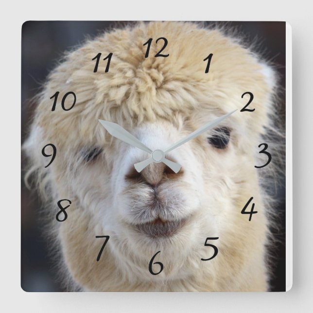 Horloge Carrée Cute Alpaca face (Recto)