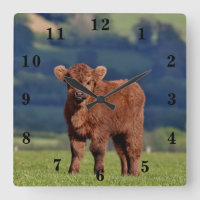 Cute Calf