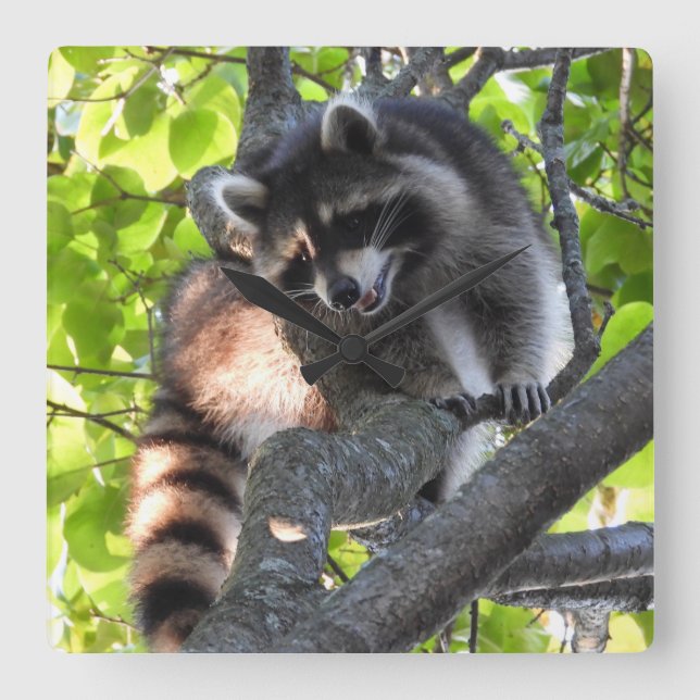 Horloge Carrée Cute Raccoon dans un arbre (Recto)