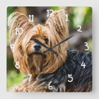 Cute Yorkshire Terrier Chien dans le jardin