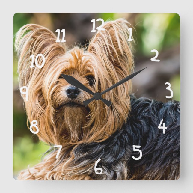 Horloge Carrée Cute Yorkshire Terrier Chien dans le jardin (Recto)