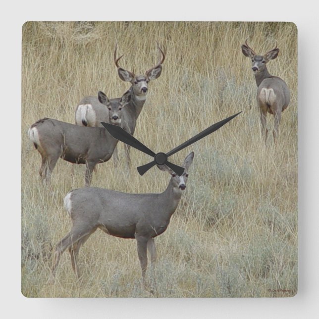 Horloge Carrée D18 Mule Deer (Recto)