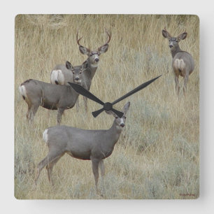 Horloge Carrée D18 Mule Deer