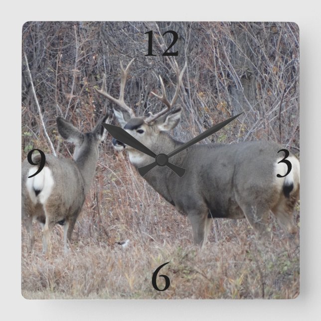 Horloge Carrée D29 Mule deer (Recto)