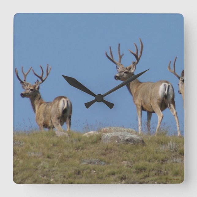 Horloge Carrée D9 Mule Deer Bucks à Velvet Sky Lined (Recto)