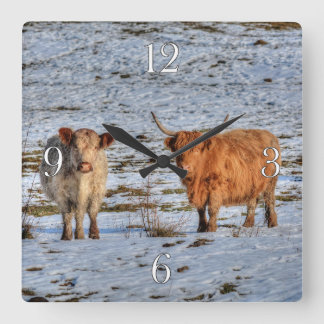 Horloge Carrée Deux bovins de la Highland en hiver sur une horlog
