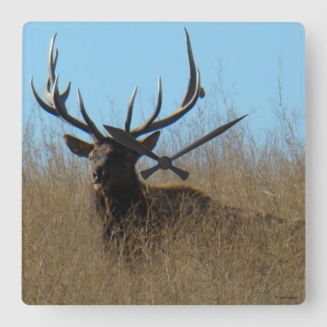 Horloge Carrée E26 Bull Elk Laying in the Weeds (Recto)
