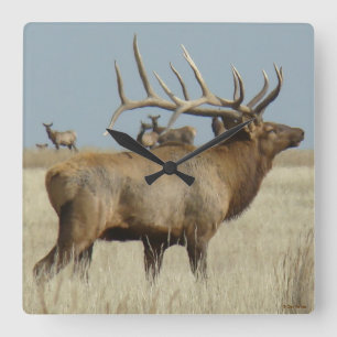 Horloge Carrée E4 Big Bull Elk