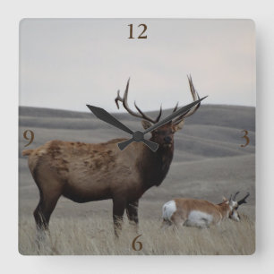 Horloge Carrée E63 Bull Elk et Pronghorn Antelope