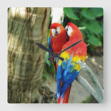 Écart de l'horloge Macaw