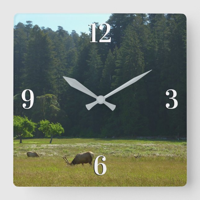 Horloge Carrée Elk Meadow at Redwood National Park (Recto)
