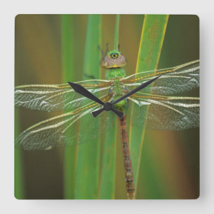 Horloge Carrée États-Unis, Géorgie. Libellule darner vert sur des