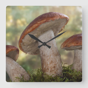 Horloge Carrée États-Unis, Washington, Seabeck. Leccinum Insigne