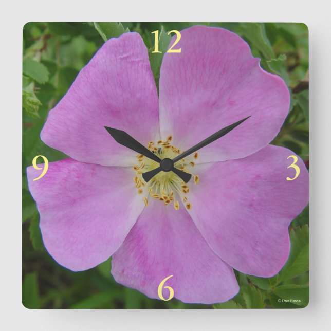 Horloge Carrée F11 Rose sauvage "Rosa arkansana" (Recto)