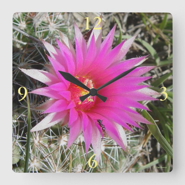 Horloge Carrée F12 Fleur de boule Cactus "Escobaria vivipara" (Recto)