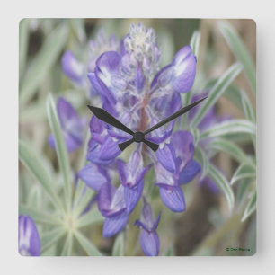 Horloge Carrée F18 Fleurs Sauvages Violettes Lupin Annuel