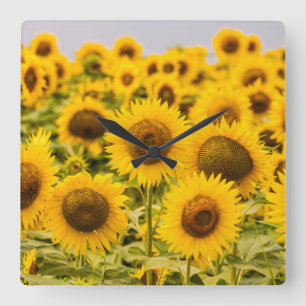 Horloge Carrée Farms   A Sunflower