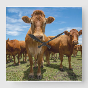 Horloge Carrée Farms   Brown Cow Group